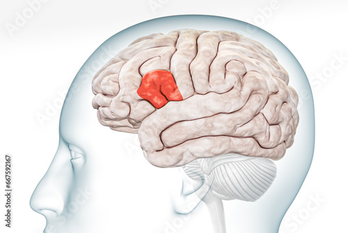 Broca area in red color profile view with body isolated on white background 3D rendering illustration. Human brain Anatomy, neurology, neuroscience, medical and healthcare, biology, science concept. photo