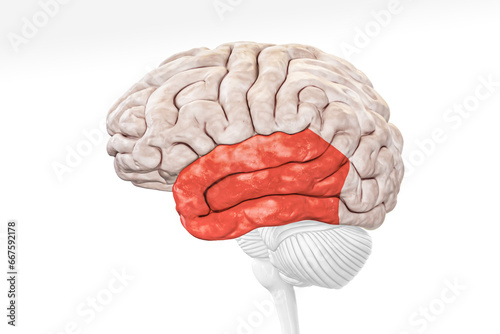Cerebral cortex temporal lobe in red color profile view isolated on white background 3D rendering illustration. Human brain anatomy, neurology, neuroscience, medical and healthcare, biology concept.
