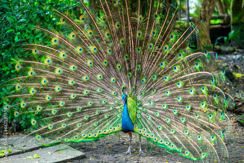 Portrait of a elegant Indian male peacock bird displaying his beautiful feather tail in a public park