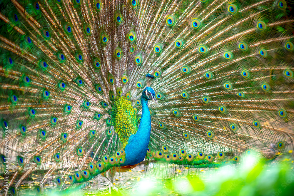 Obraz premium Portrait of a elegant Indian male peacock bird displaying his beautiful feather tail in a public park