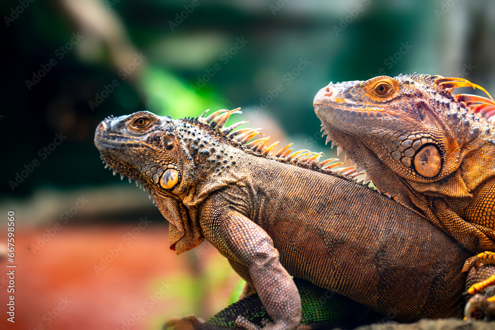 Lizard families together in the tree is looking to the future so cute when watching them in zoo Lizard families together in the tree is looking to the future so cute when watching them in zoo