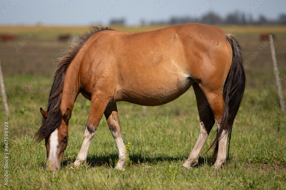 GREAT AND AMAZING HORSES OF ARGENTINA GREAT AND AMAZING HORSES OF ARGENTINA