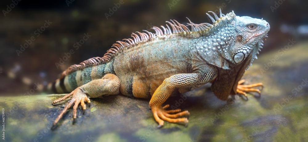 Common iguana portrait is resting in a public park. This is the residual dinosaur reptile that needs to be preserved in the natural world