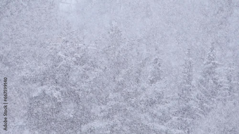 Blizzard - Heavy Snow Storm detail in SLOW MOTION HD VIDEO. Wild falling snowflakes in the wind. Low depth of field and blurred pine trees in the background. Close-up. Quarter speed.