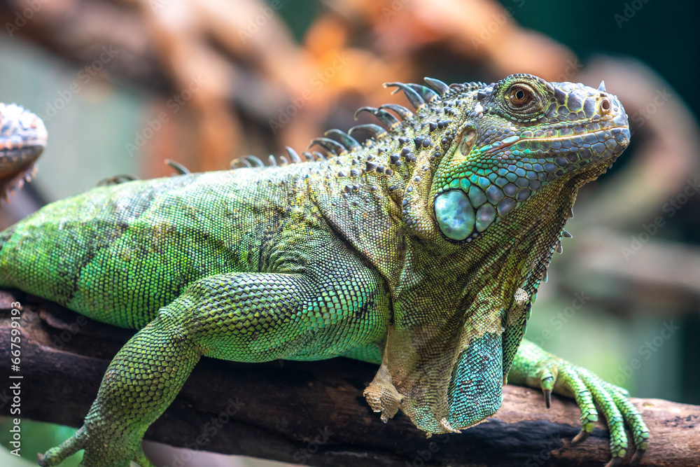 Obraz premium Lizard in the tree is looking to the future so cute when watching them in zoo