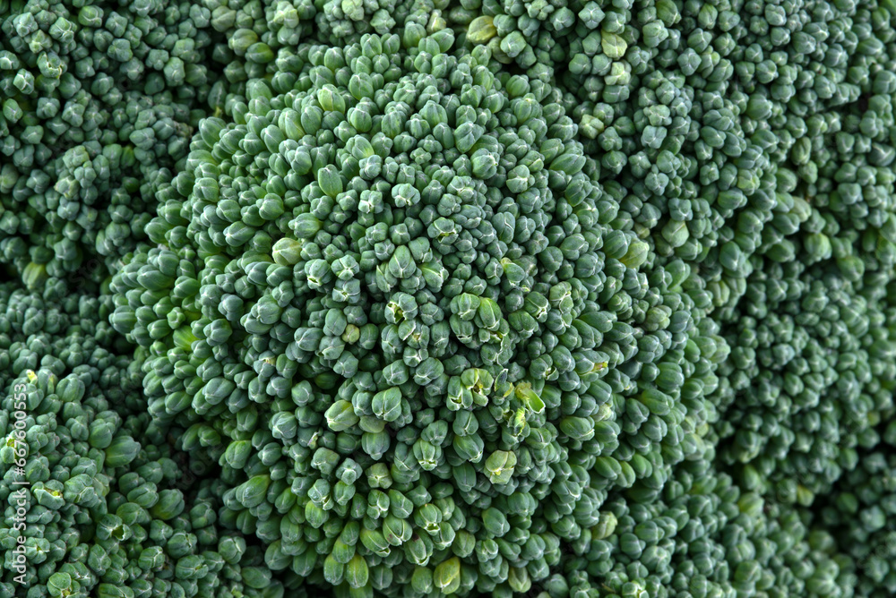 Macro photo of fresh broccoli, backdrop. Macro photo of fresh broccoli, backdrop.