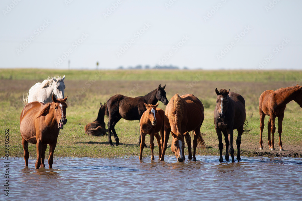 GREAT AND AMAZING HORSES OF ARGENTINA GREAT AND AMAZING HORSES OF ARGENTINA