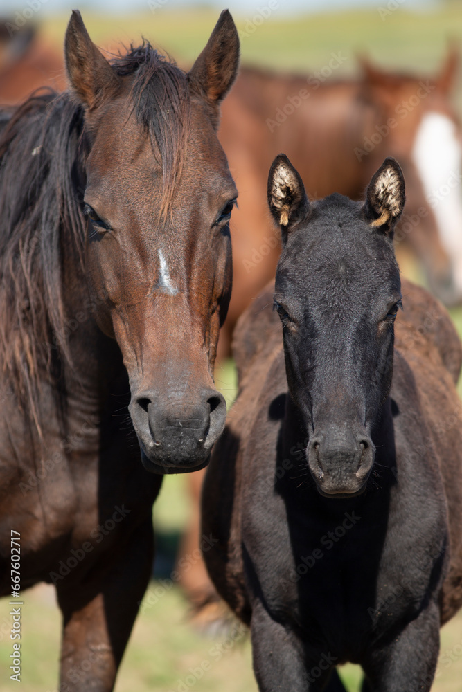 GREAT AND AMAZING HORSES OF ARGENTINA