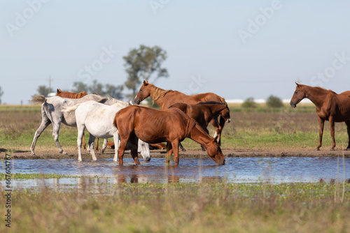 great and amazing horses of argentina