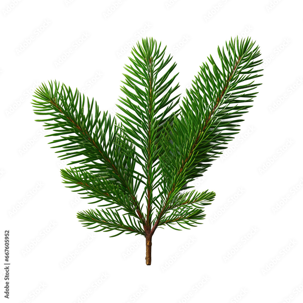 Christmas fir tree branch isolated Christmas fir tree branch isolated