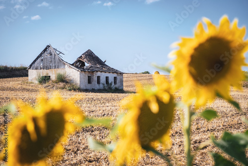 Sunflowers and a ruin