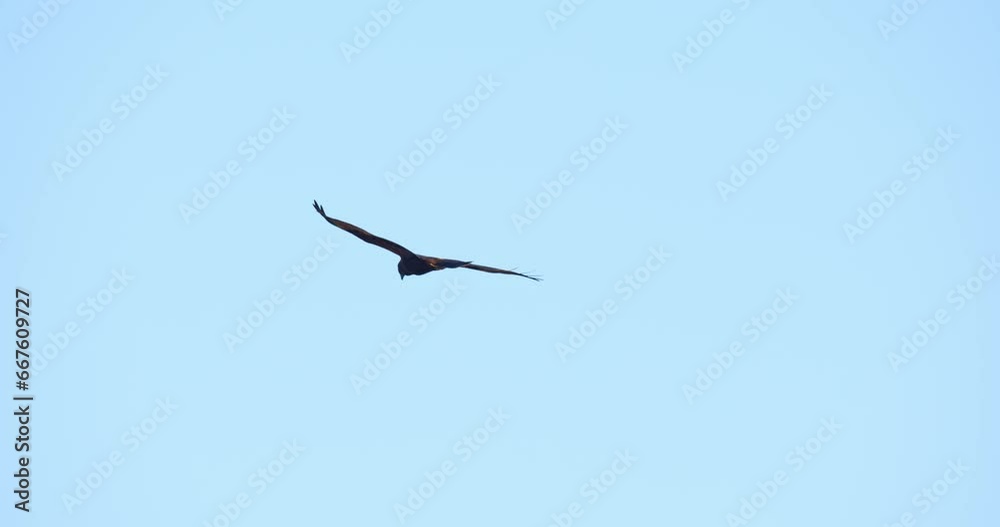 The marsh harrier flies above the reeds of the lake called Vransko jezero in Croatia The marsh harrier flies above the reeds of the lake called Vransko jezero in Croatia