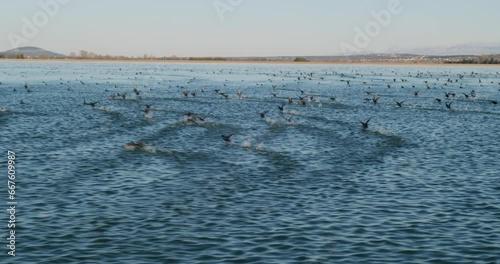 Wallpaper Mural The coot on the surface of the lake called Vransko jezero in Croatia Torontodigital.ca