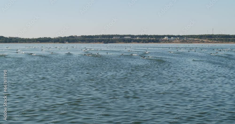 The coot on the surface of the lake called Vransko jezero in Croatia The coot on the surface of the lake called Vransko jezero in Croatia