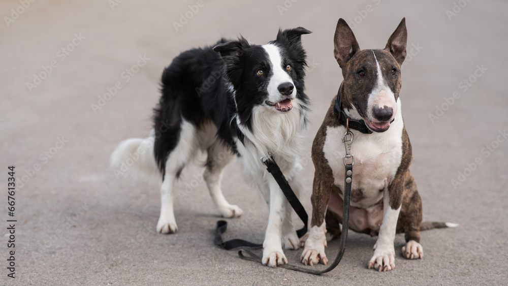 Black and white border collie and brindle bull terrier lie on a walk. 