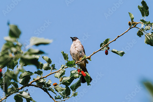 The Sooty-Headed Bulbul bird is a member of the Pycnonotidae family and perches on the tree