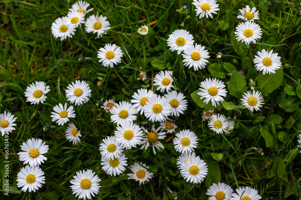 White daisies flowers growing together on a green lawn. Floral spring background