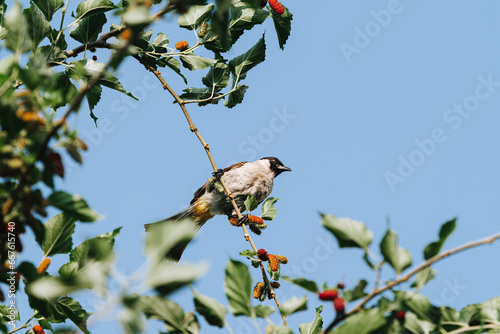 The Sooty-Headed Bulbul bird is a member of the Pycnonotidae family and perches on the tree