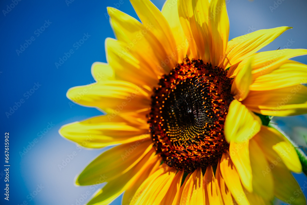 Naklejka premium closeup of sunflower on sky background