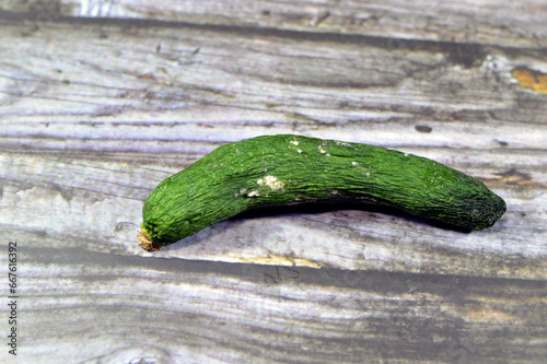 cucumber with mold, mould is one of the structures that certain fungi can form, formation of spores containing fungal secondary metabolites, decaying cucumber, dry, discolored, disambiguation photo
