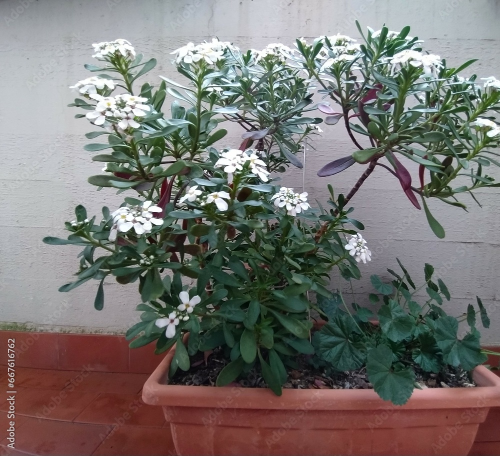 Iberis sempervirens in a pot, close up. White flowers of the Evergreen candytuft. Iberis growing on the balcony, outdoor. Iberis sempervirens in a pot, close up. White flowers of the Evergreen candytuft. Iberis growing on the balcony, outdoor.