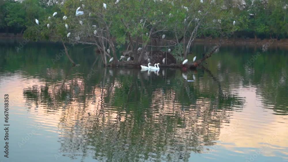 Beautiful slow motion shot of cattle egret bird landing among its peers on mangrove tree Beautiful slow motion shot of cattle egret bird landing among its peers on mangrove tree