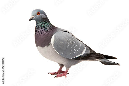 Majestic Pigeon, Bird, Feather, Wings, Isolated on Transparent Background