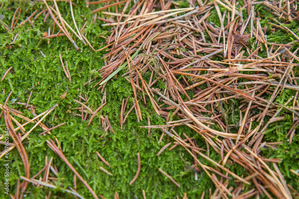 Noux national park during the autumn months in Finland, forest, clean ecology