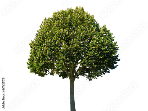 blooming linden tree isolated on transparent background