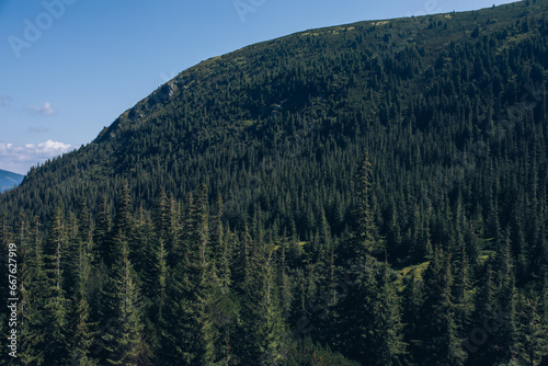 top view of the tops of trees of coniferous forests in the Carpathians