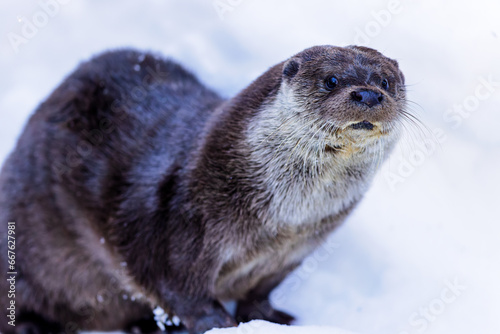 Eurasian otter (Lutra lutra) in the snow in the Bavarian Forest National Park, Bavaria, Germany.