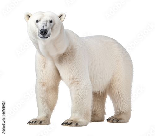 polar bear isolated on white - transparent background PNG