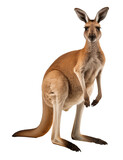 kangaroo isolated on a white - transparent background PNG