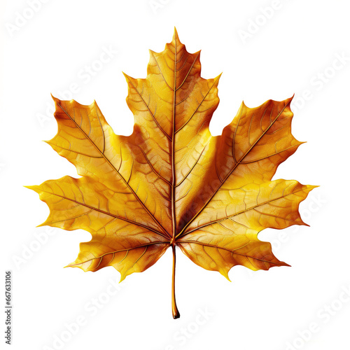 Autumn yellow maple leaf leaves  Isolated On Transparent  PNG  