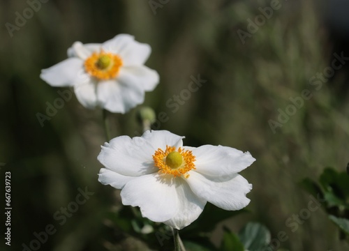 White flowers of anemone plant close up