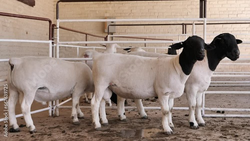 Black head Dorper sheep in holding pen outside public auction in RSA photo