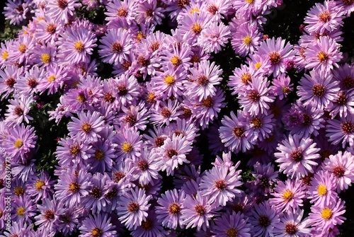 colorful pretty asters at autumn close up © Maria Brzostowska