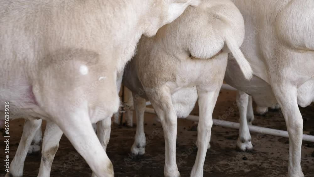 Jiggly fat bums are odd genetic feature of Van Rooys sheep at auction Jiggly fat bums are odd genetic feature of Van Rooys sheep at auction