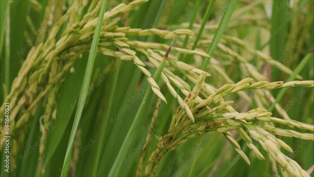 Ears of rice sway in the wind. Yellow paddy field for harvest. Agriculture cultivation. Ears of rice sway in the wind. Yellow paddy field for harvest. Agriculture cultivation.