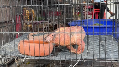 Pink land iguana, known as Conolophus Marthae, crawls inside a cage in the local market. photo