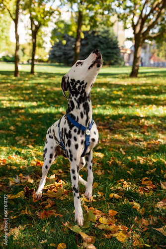 Dog  a young Dalmatian in autumn walks on a green lawn. Happy pet on a walk.