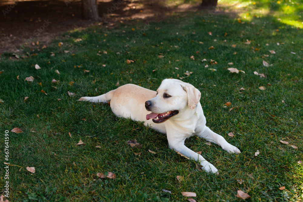 Dog, a young Labrador retriever in autumn walks on a green lawn. Happy pet on a walk. Dog, a young Labrador retriever in autumn walks on a green lawn. Happy pet on a walk.