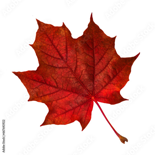 Autumn leaf. Red maple leaf isolated on transparent background.