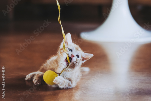 Petit chaton roux en train de jouer avec une ficelle à la maison © PicsArt