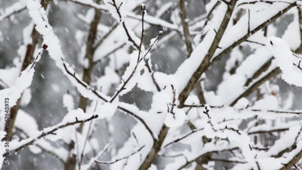 Beautiful slow motion video of snow falling on tree branches on a winter day. Beautiful slow motion video of snow falling on tree branches on a winter day.