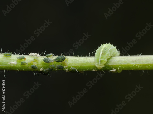 Ladybug larvae and apids photo