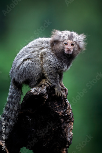 The Common Marmoset (Callithrix jacchus) is a small New World monkey native to forests in Brazil. photo