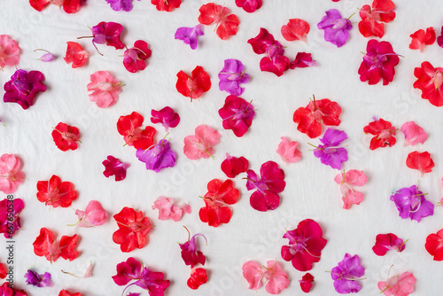 colorful red and pink garden balsam flowers on fabric for eco printing art background.