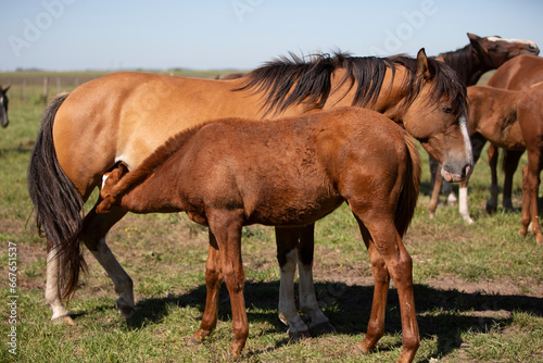 great and amazing horses of argentina © Santa001