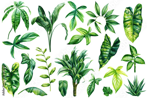 Palm leaves, summer set, watercolor botanical painting. Green plant monstera, ivy, palm, dracaena, haworthia and ficus